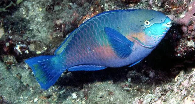 Papegøjefisk (Scarus quoyi)